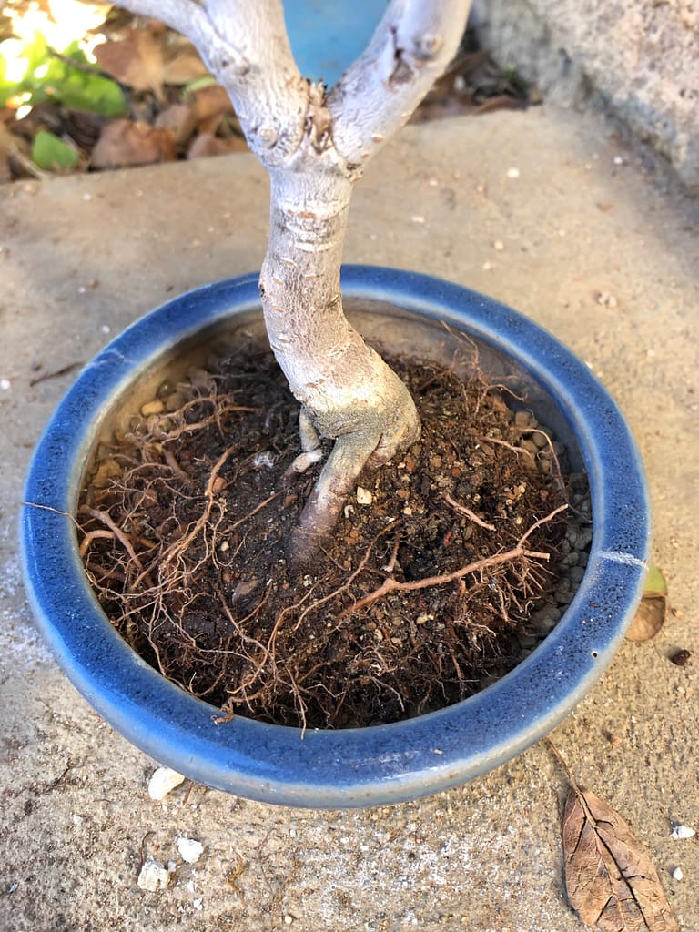 chinese elm shohin bonsai repotting