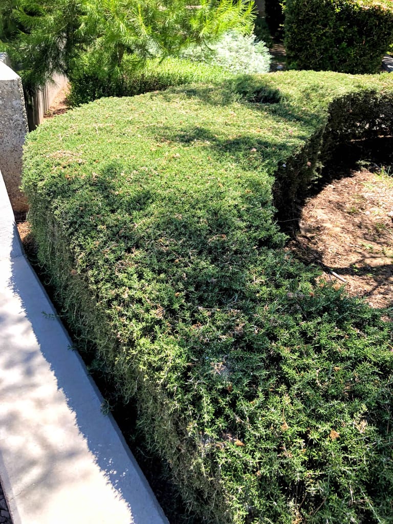 Tuscan Blue Rosemary Hedge