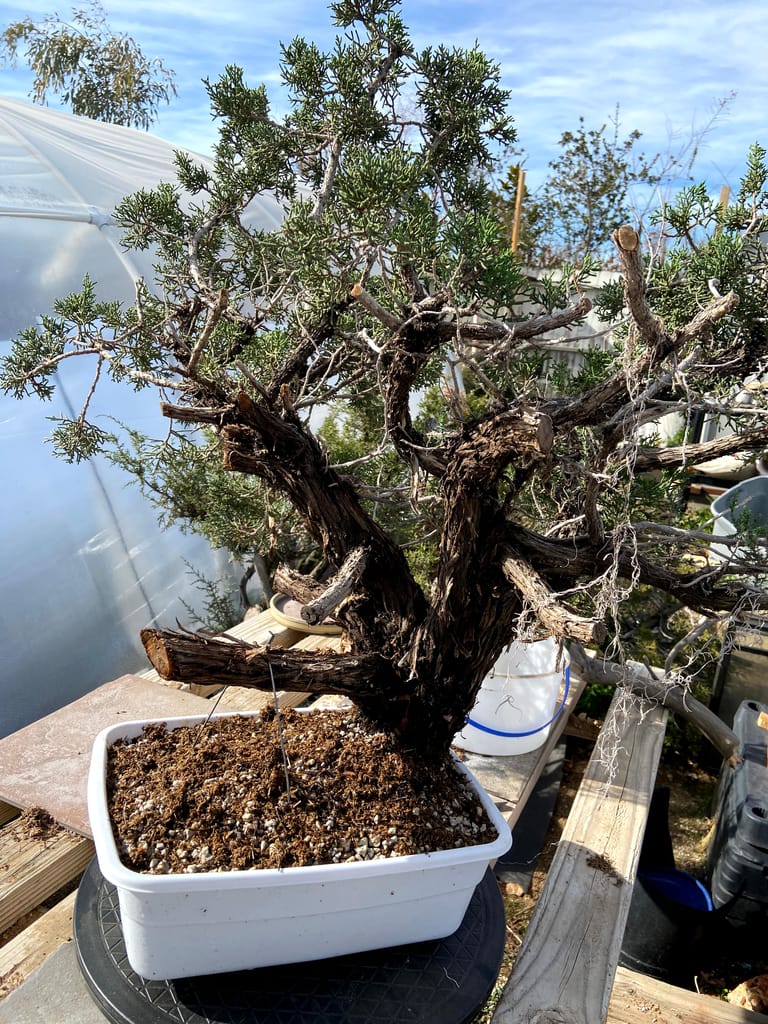 California Juniper Yamadori