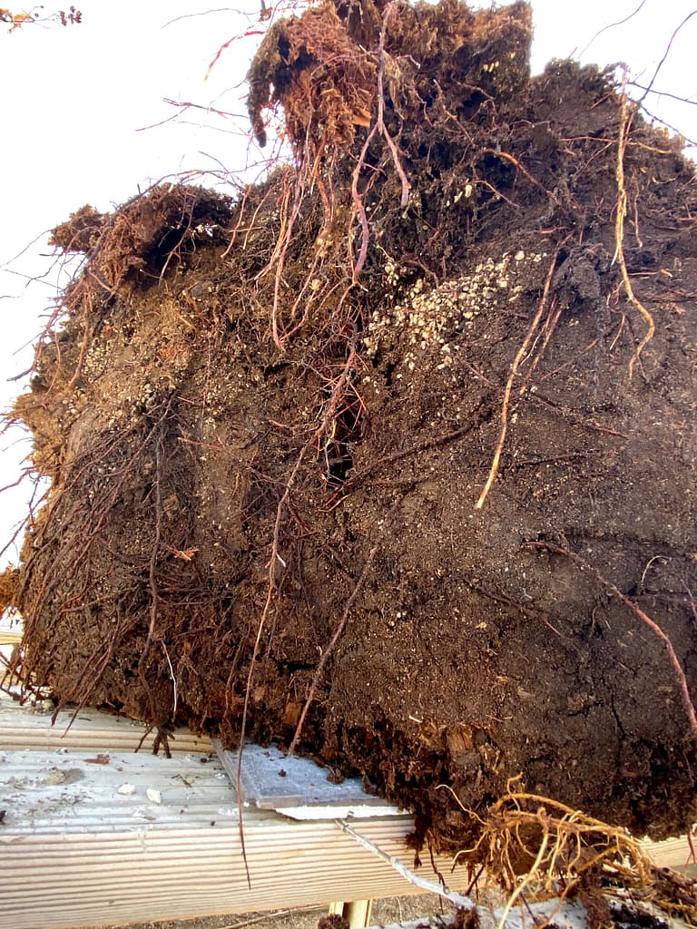 cal juniper yamadori roots