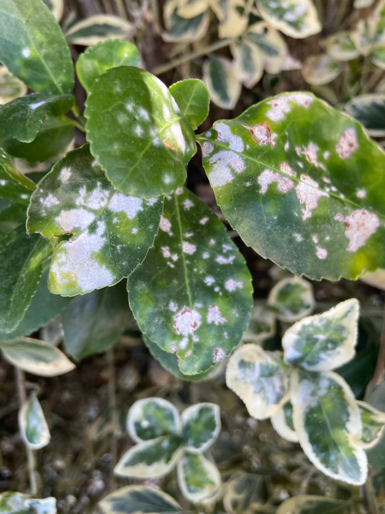 powdery mildew