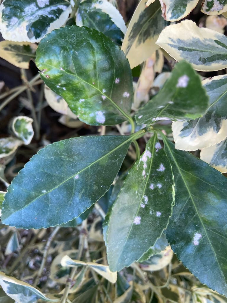 powdery mildew