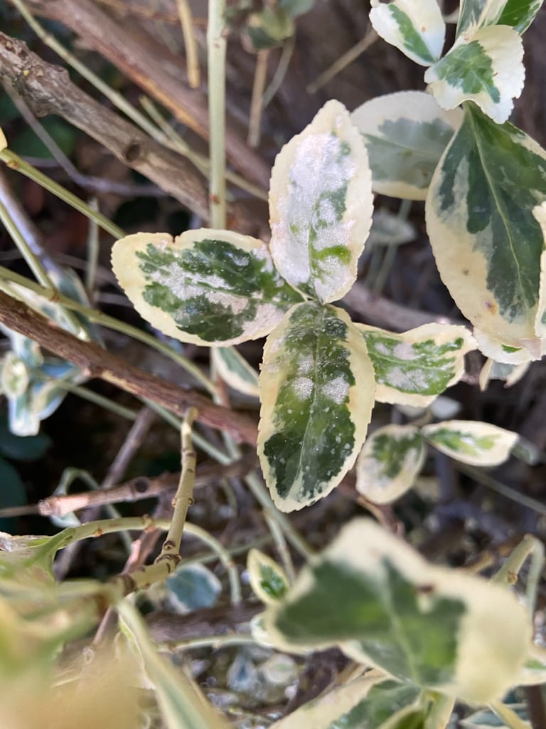 powdery mildew