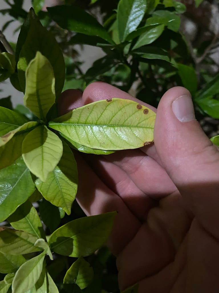 Gardenia with nutrient deficiency