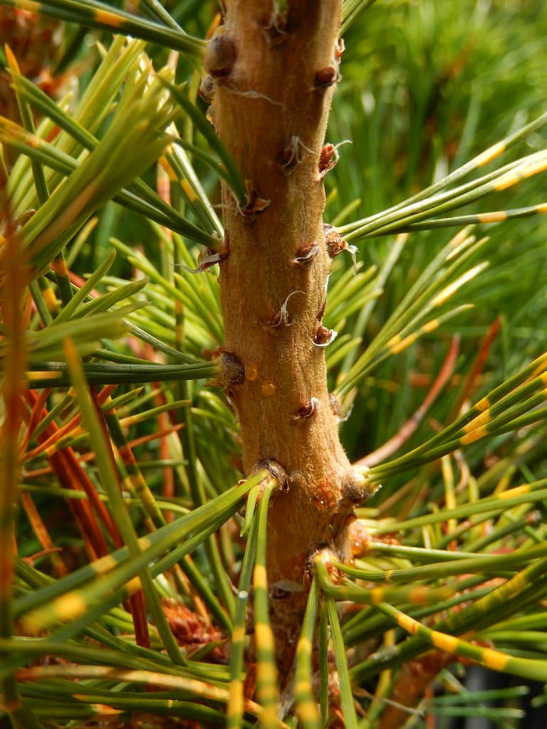 ID