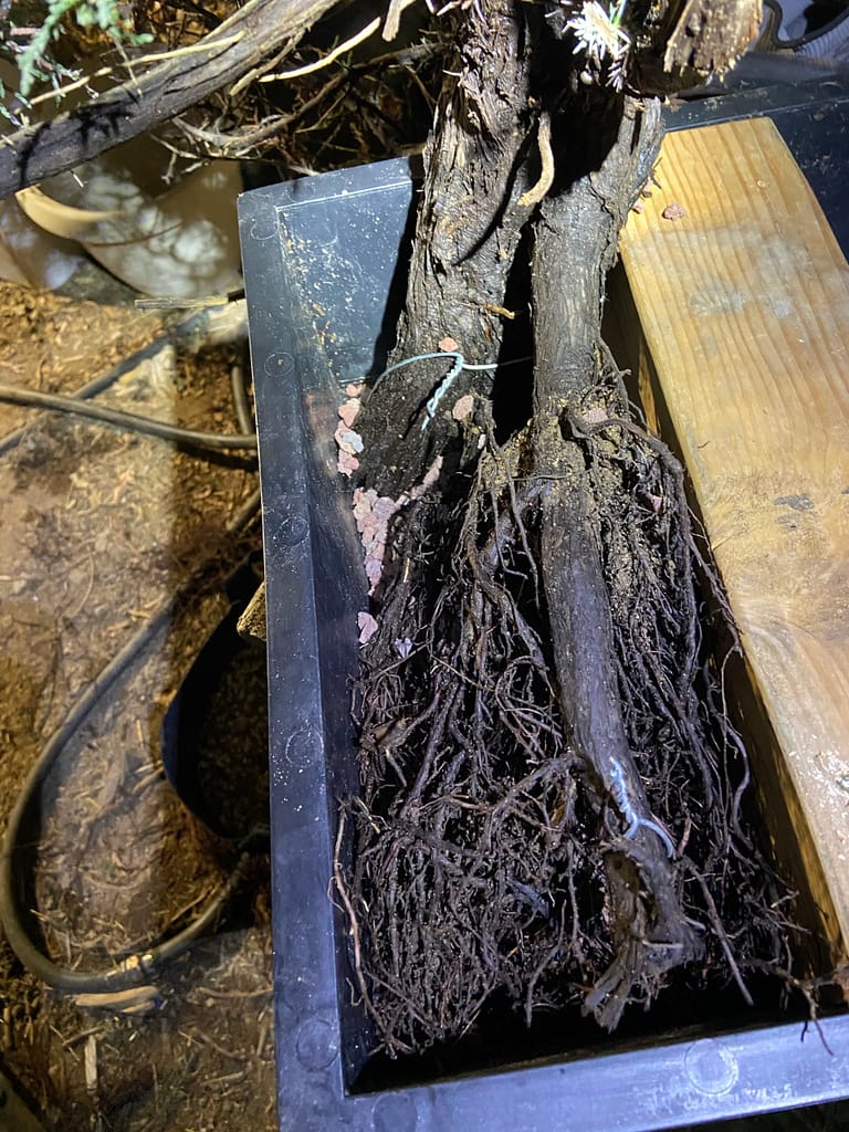 california juniper bonsai yamadori danger tree