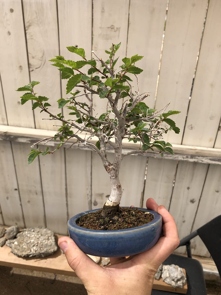 Chinese Elm Bonsai Shohin 108