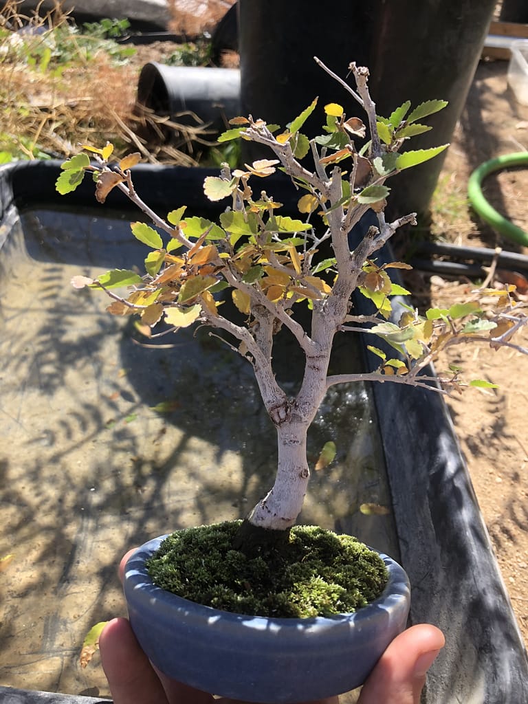 Chinese Elm Bonsai Shohin 124