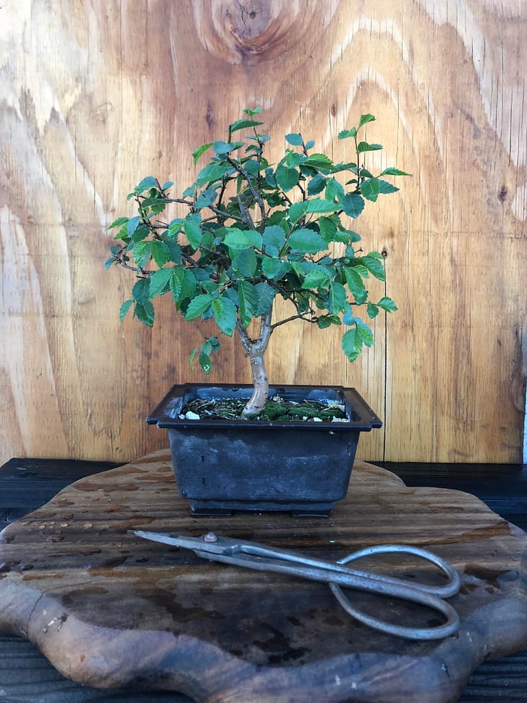 Chinese Elm Bonsai Shohin 27