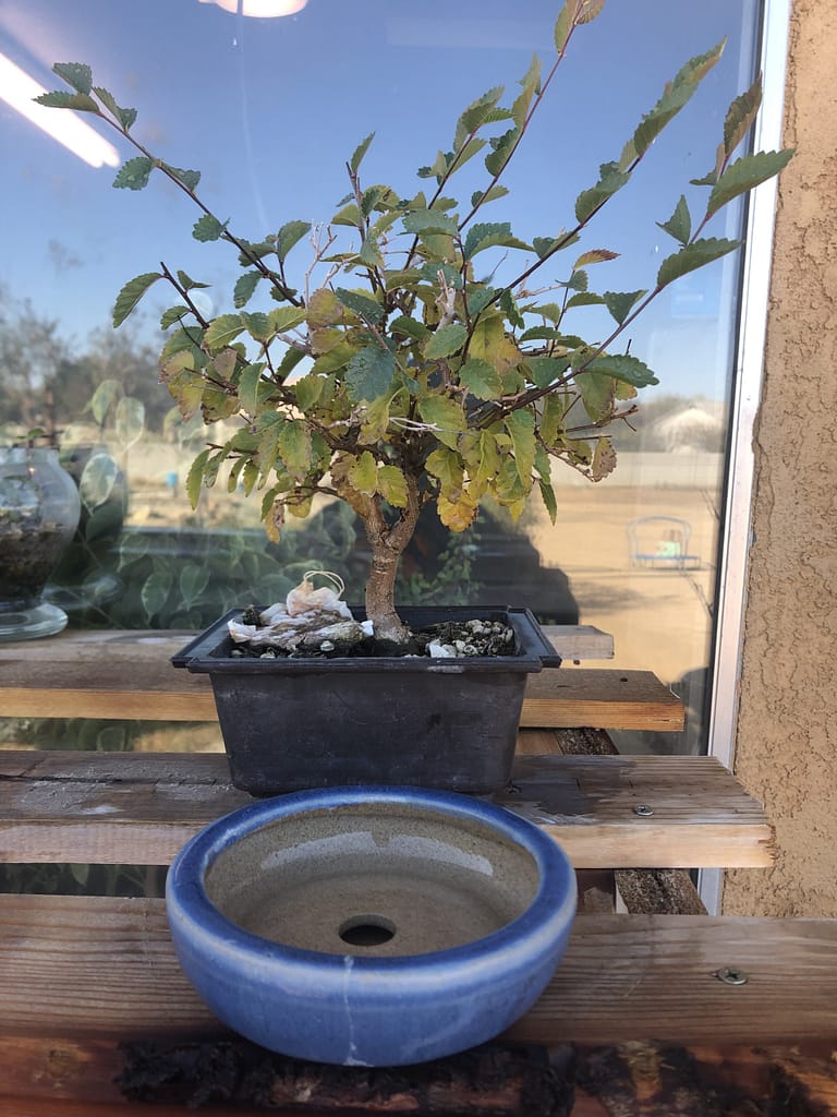 Chinese Elm Bonsai Shohin 82