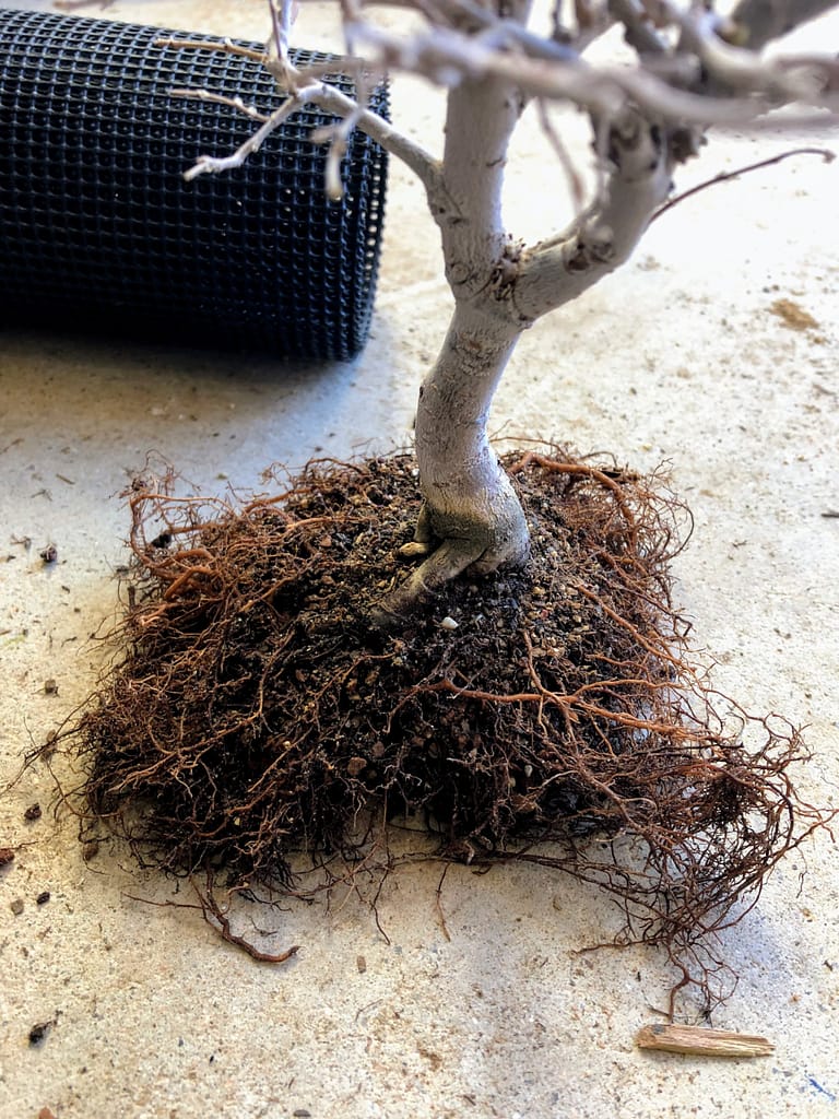 Chinese Elm Bonsai Shohin 92