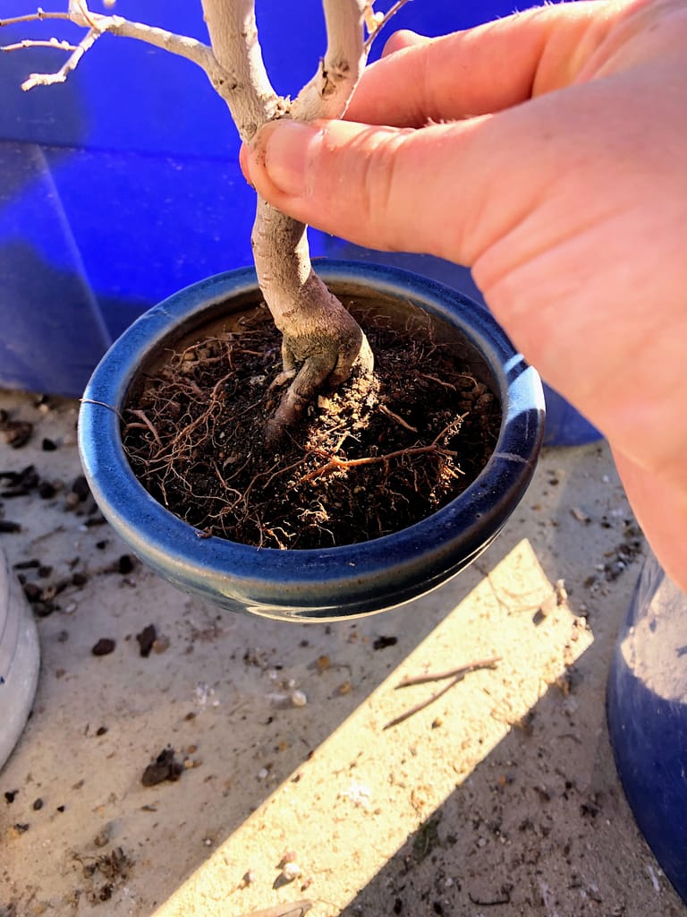 Chinese Elm Bonsai Shohin 93