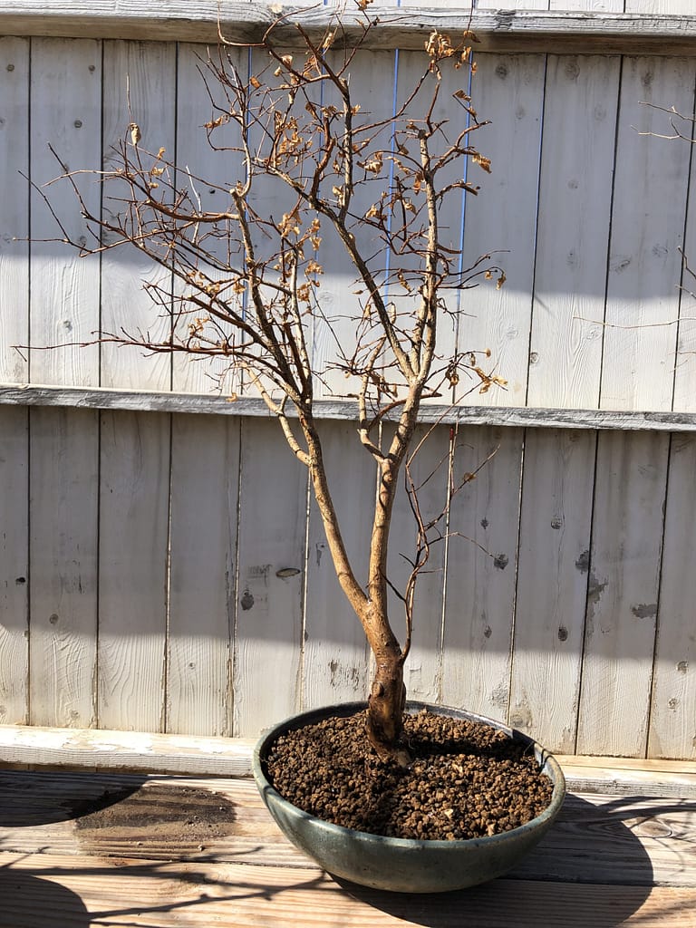 Crape Myrtle Repot Field Grown 61