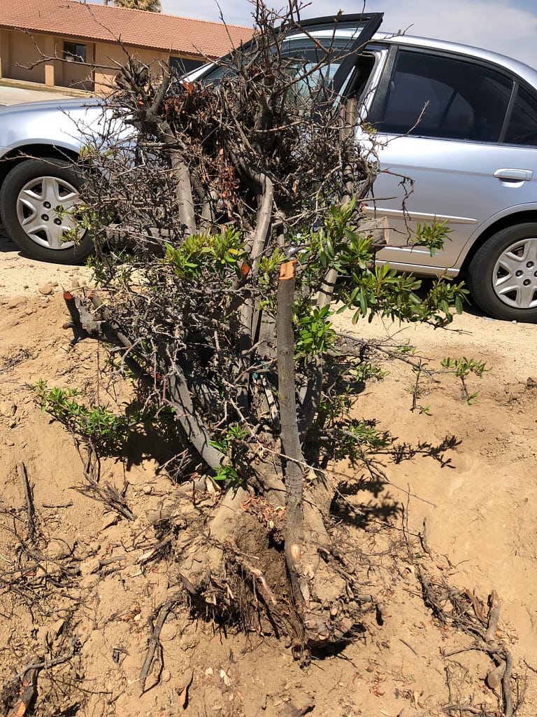 Pyracantha Bonsai Yardadori 1