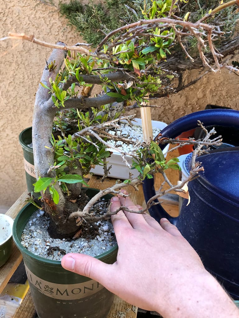 Pyracantha Bonsai Yardadori 16