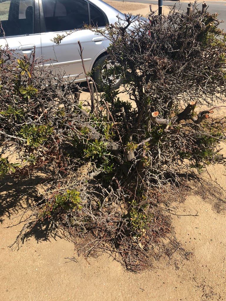 Pyracantha Bonsai Yardadori 2