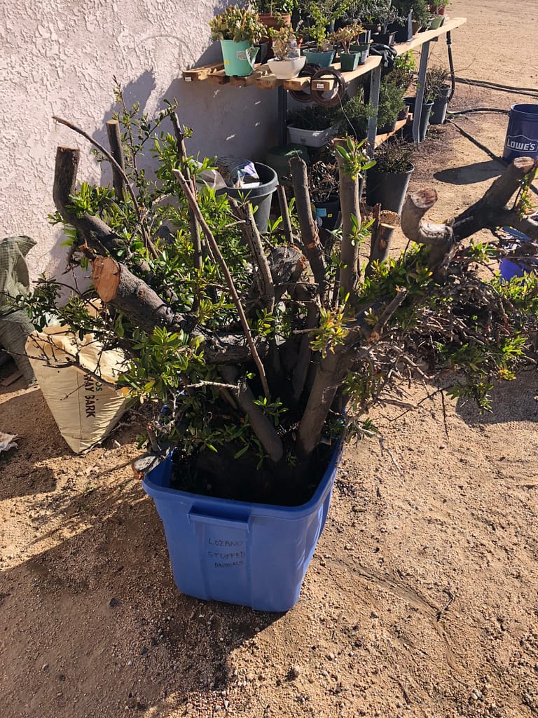 Pyracantha Bonsai Yardadori 25