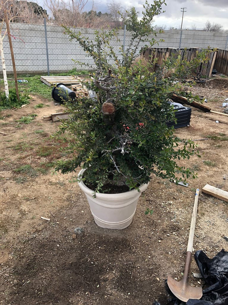 Pyracantha Bonsai Yardadori 87