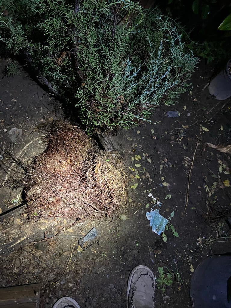 sawdust bed yamadori bonsai roots