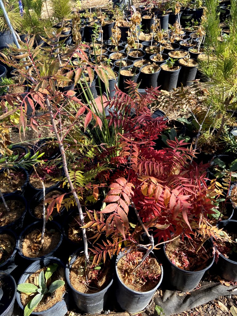 Chinese Pistache Fall Color 1
