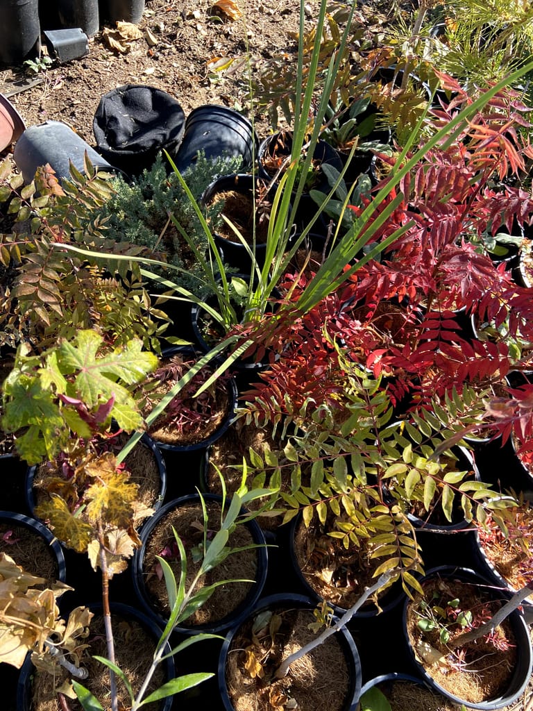 Chinese Pistache Fall Color 2