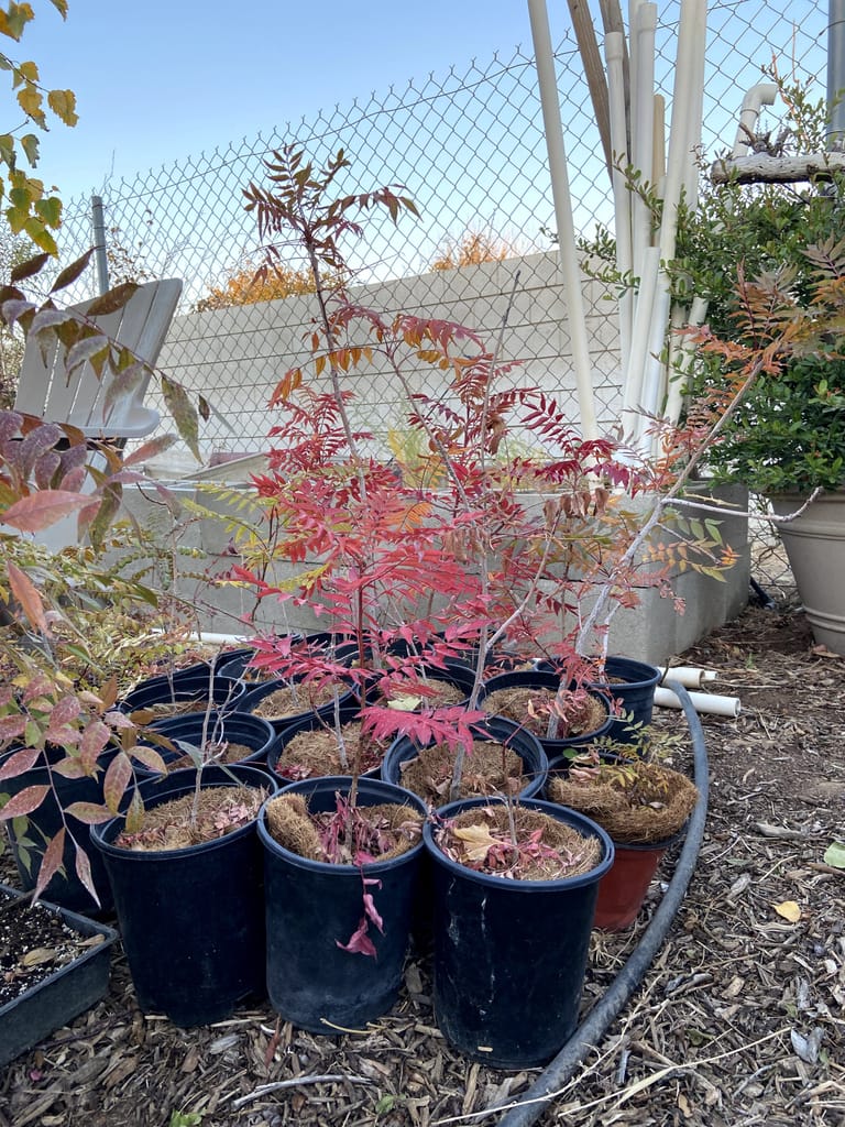 Chinese Pistache Fall Color 8