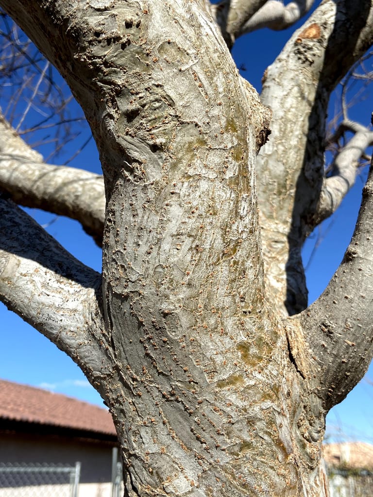 chinese elm bark vs siberian elm bark how to tell (10)