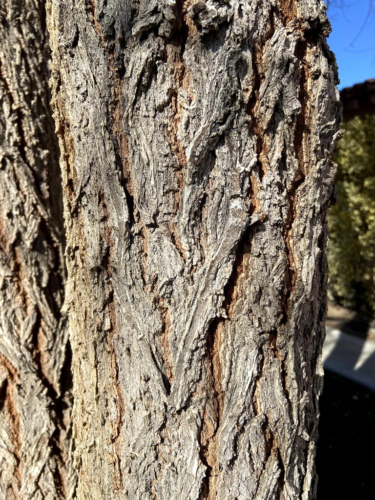 chinese elm bark vs siberian elm bark how to tell (7)