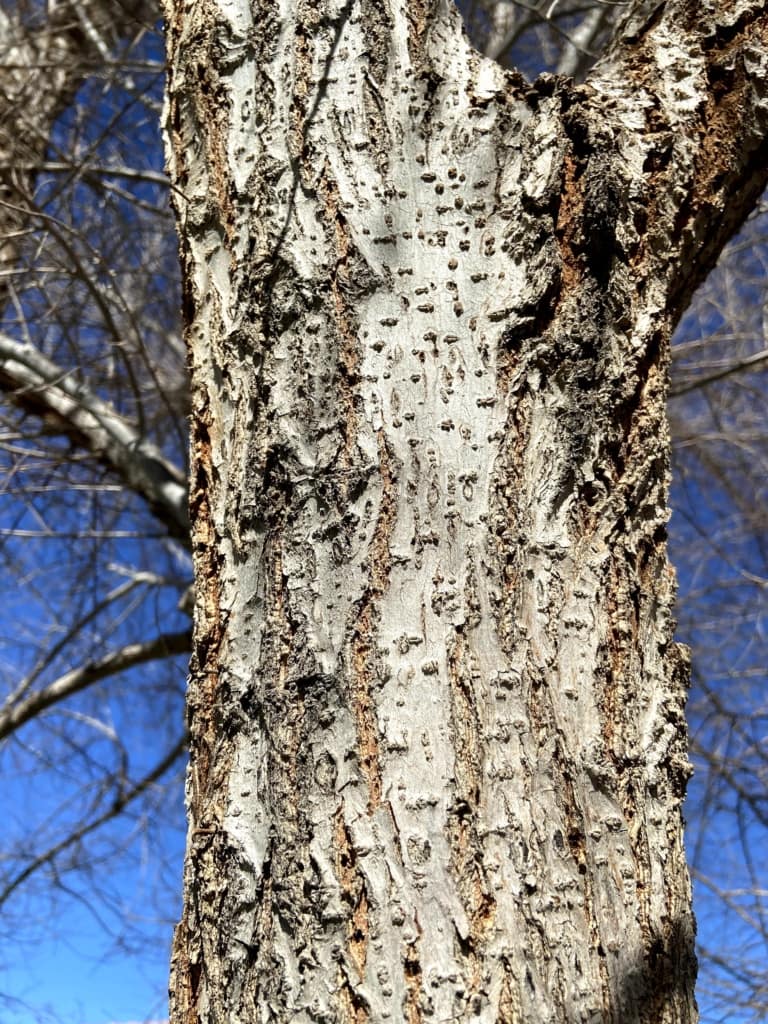 chinese elm bark vs siberian elm bark how to tell (6)