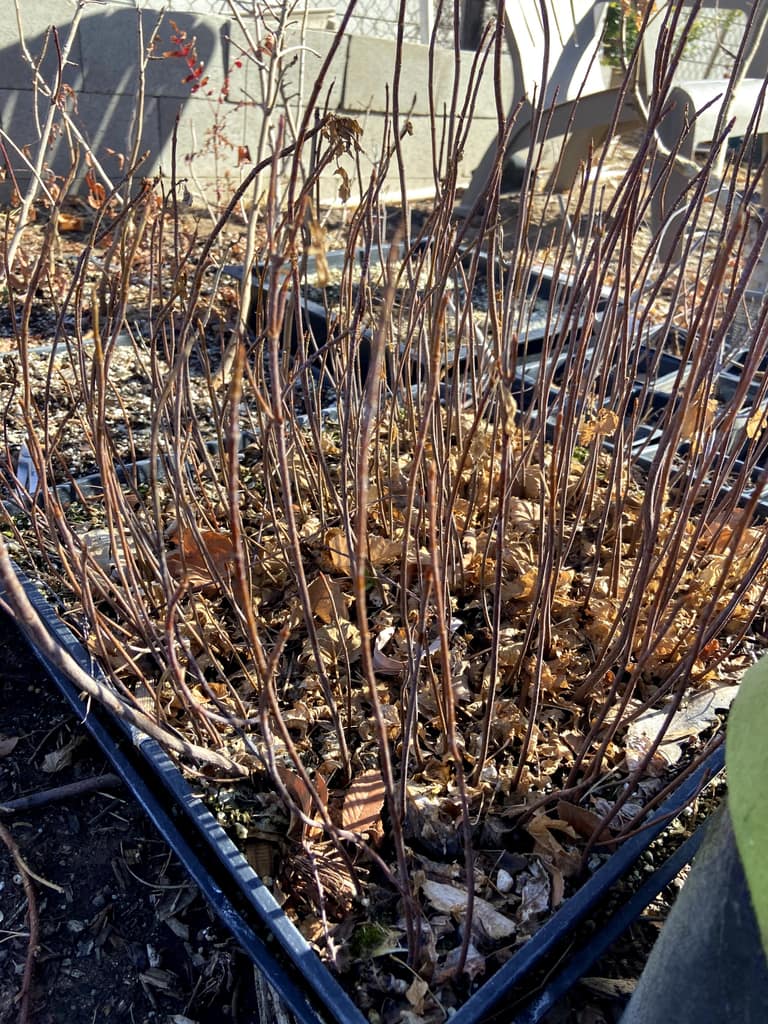 silver maple forest creation from seed (1)