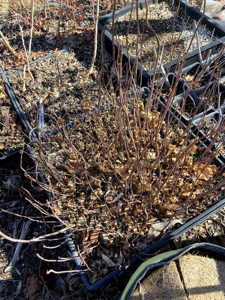 silver maple forest creation from seed (11)