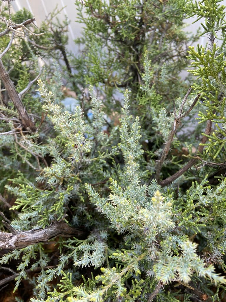 california juniper juvenile foliage maturing