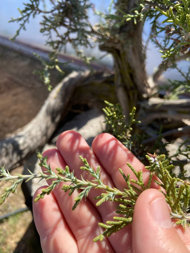 new growth on california juniper bonsai