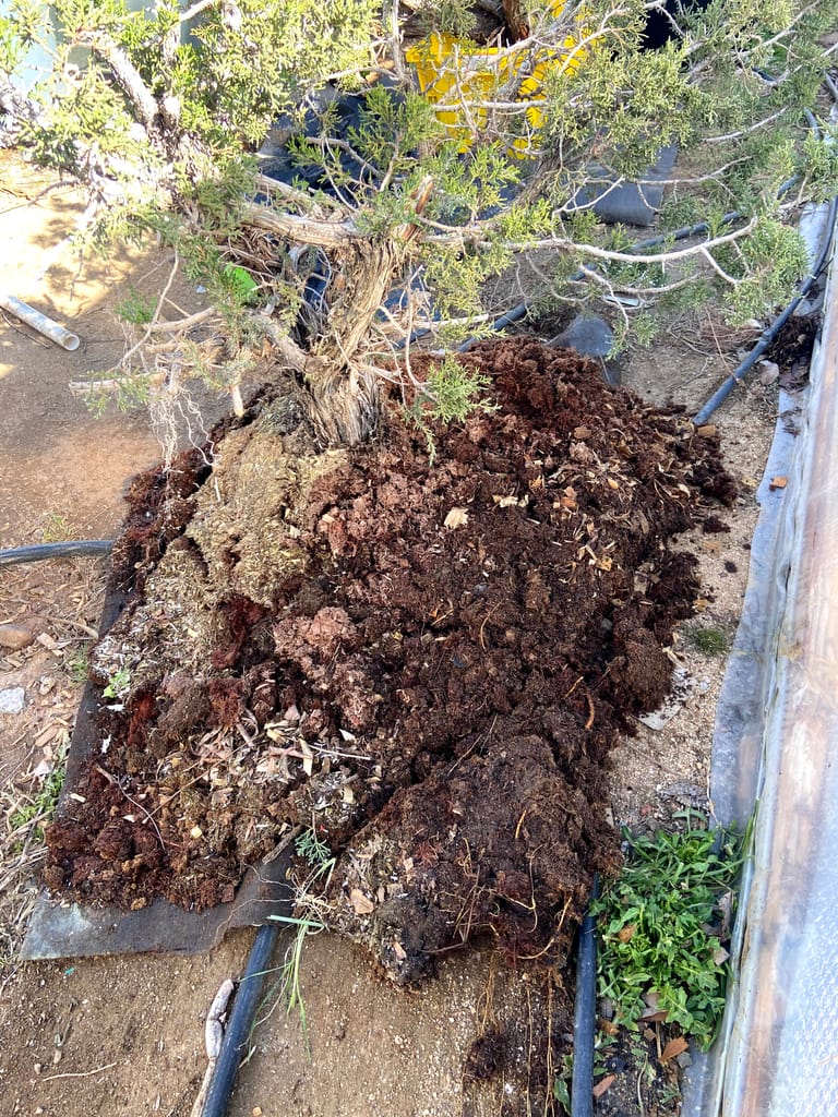 california juniper bonsai yamadori collected recovery sawdust bed