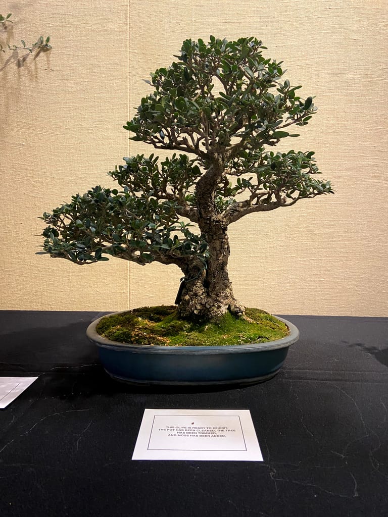 olive bonsai tree on display