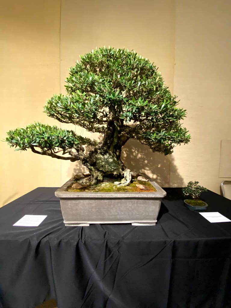 mid sized olive bonsai display