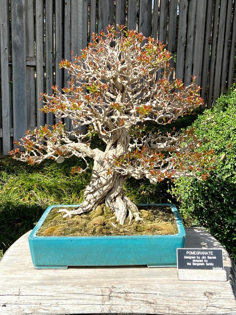 twisted pomegranate bonsai