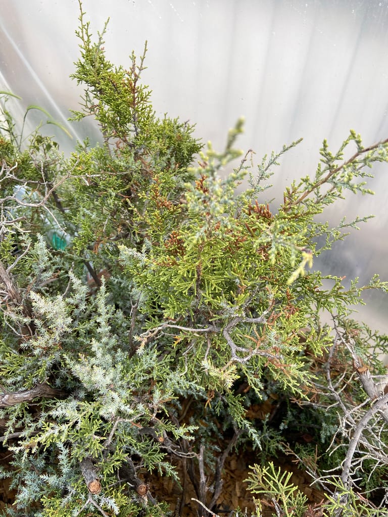 collected california juniper sawdust bed recovery