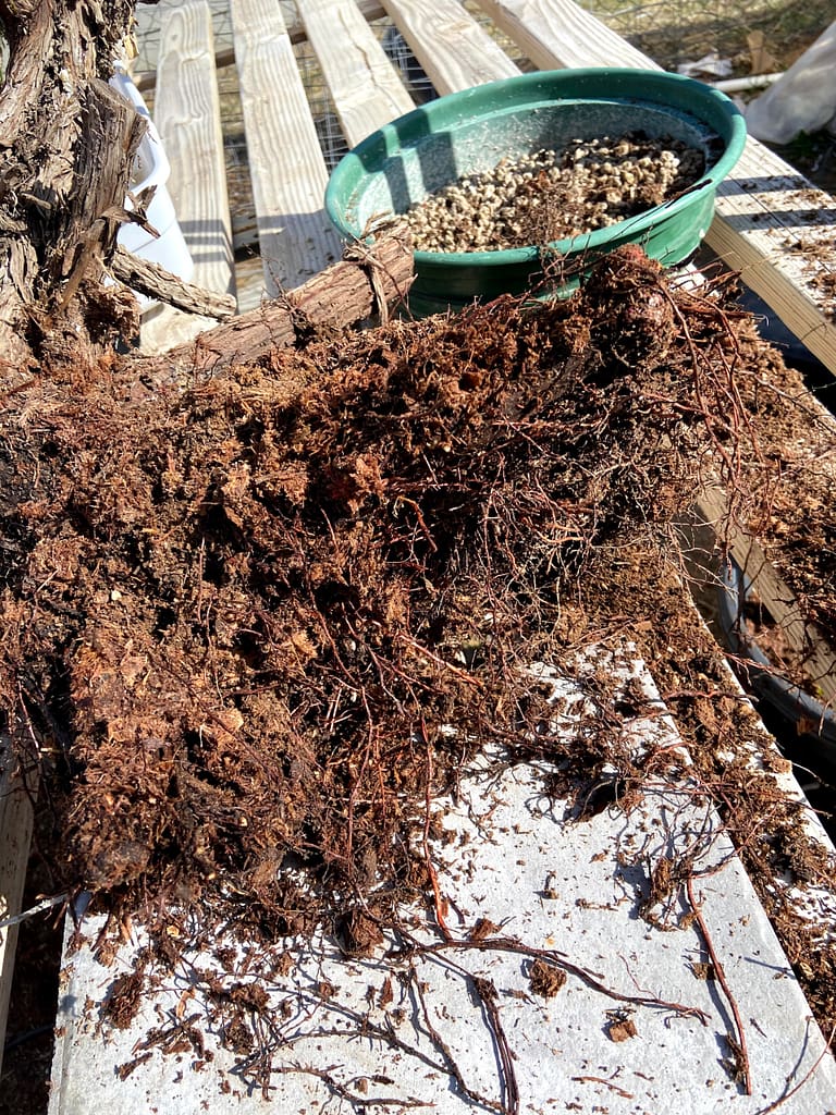 california juniper roots after emergency repot