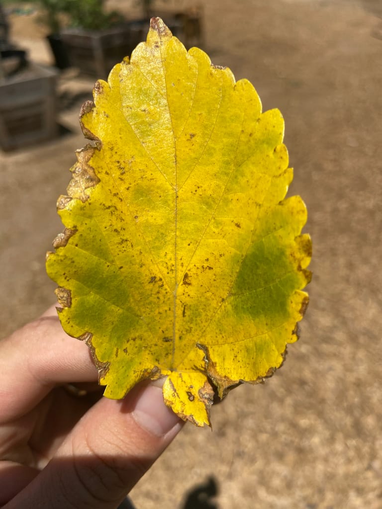 overwatered fruitless mulberry leaf