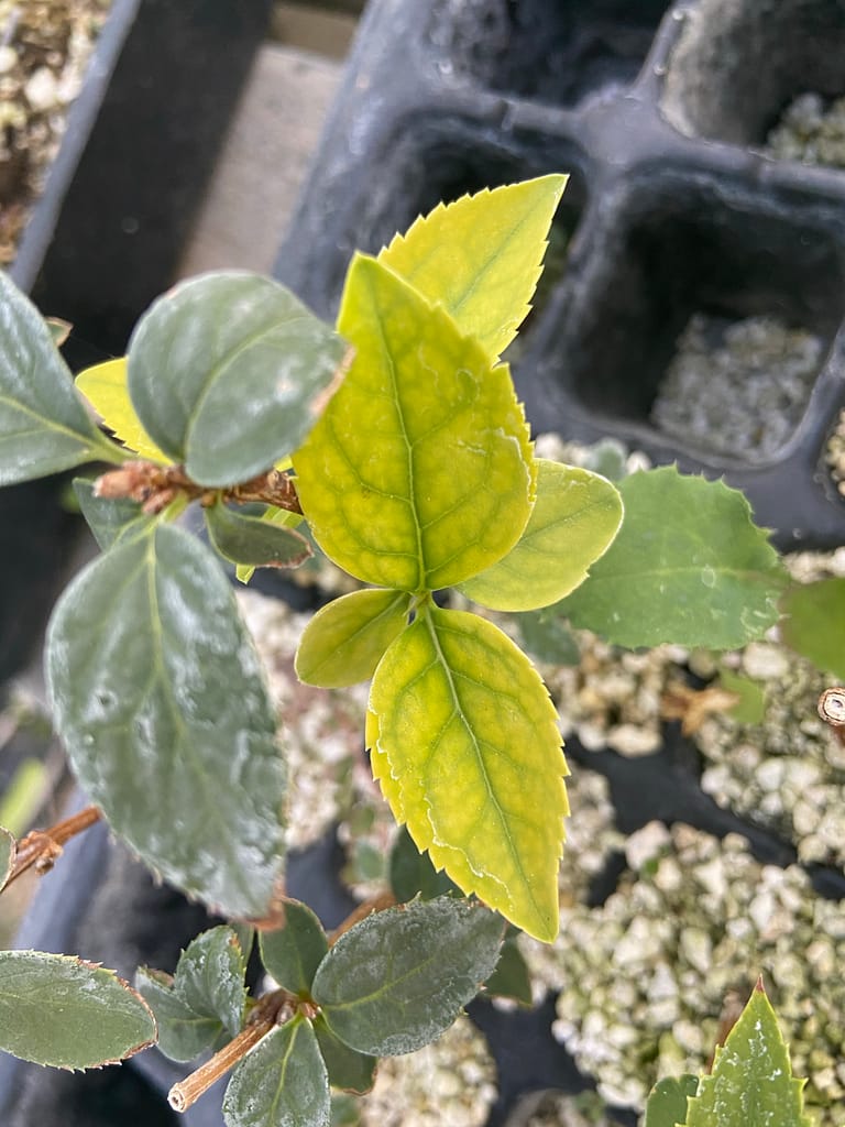 Forsythia leaf nutrient deficiency