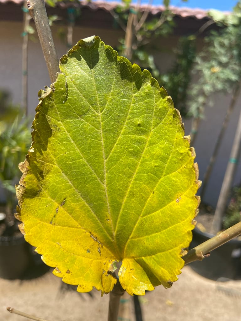 Overwatered fruitless mulberry leaf