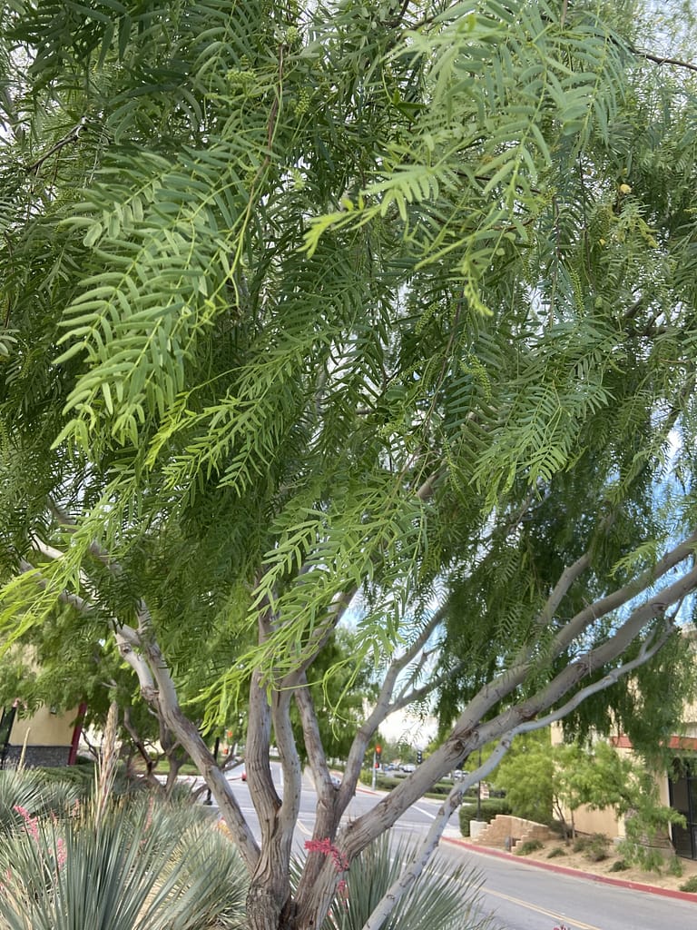 Honey Mesquite Tree