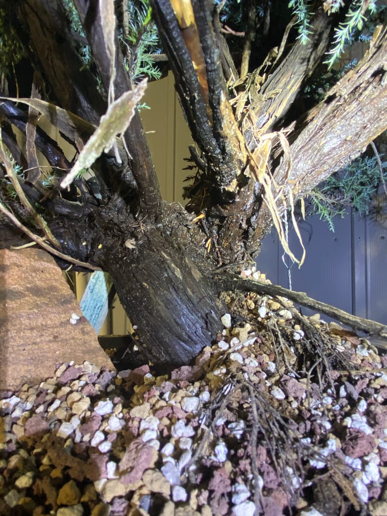 roots sprouting high on a california juniper in sawdust bed