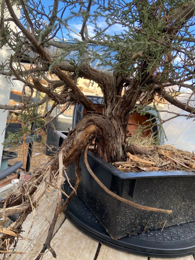 california juniper yamadori #5