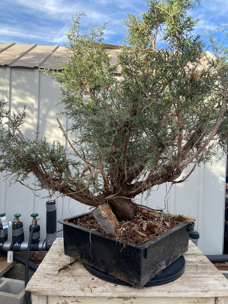 california juniper yamadori for sale