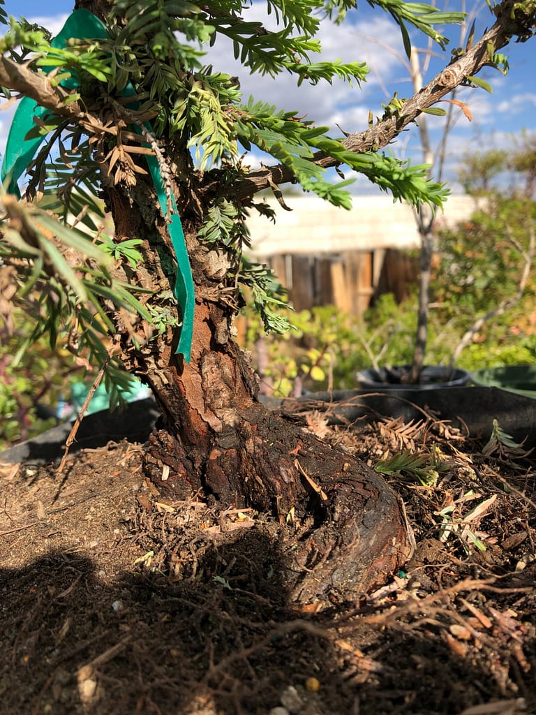 Redwood Bonsai Tree Died