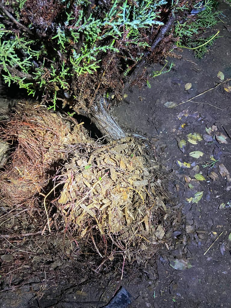 sawdust bed yamadori root system