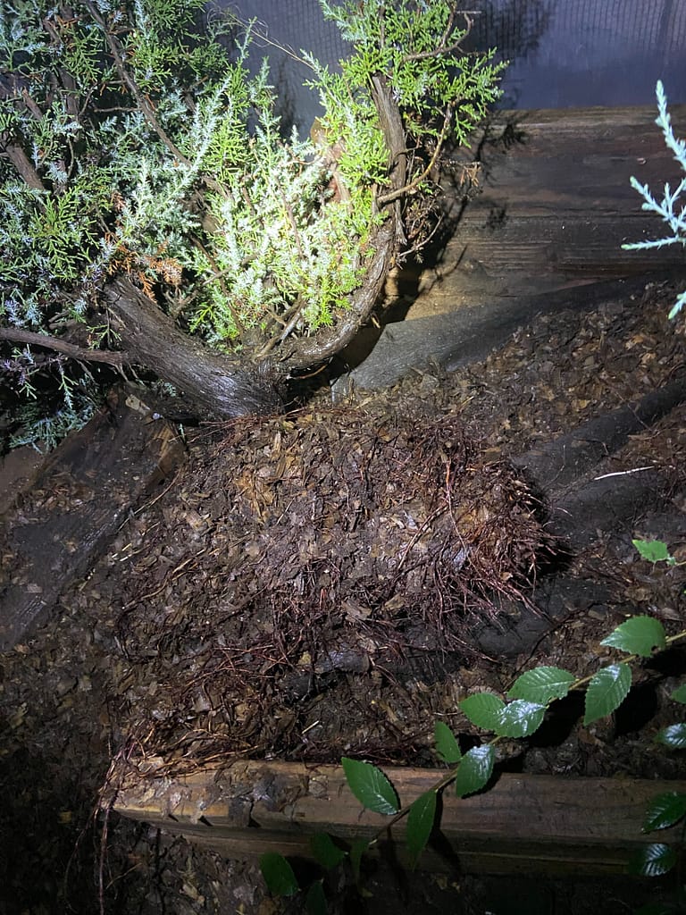 root system for yamadori in sawdust bed bonsai