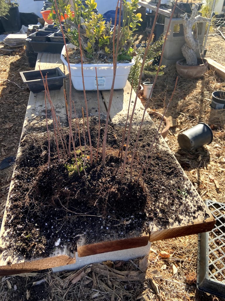 silver maple forest creation from seed (9)